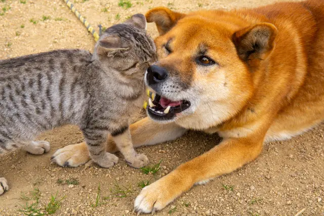 犬や猫の膵炎 症状や検査 治療法について解説 動物医療センターpeco 公式 動物医療センターpeco ペコ 渋谷区 原宿の動物病院