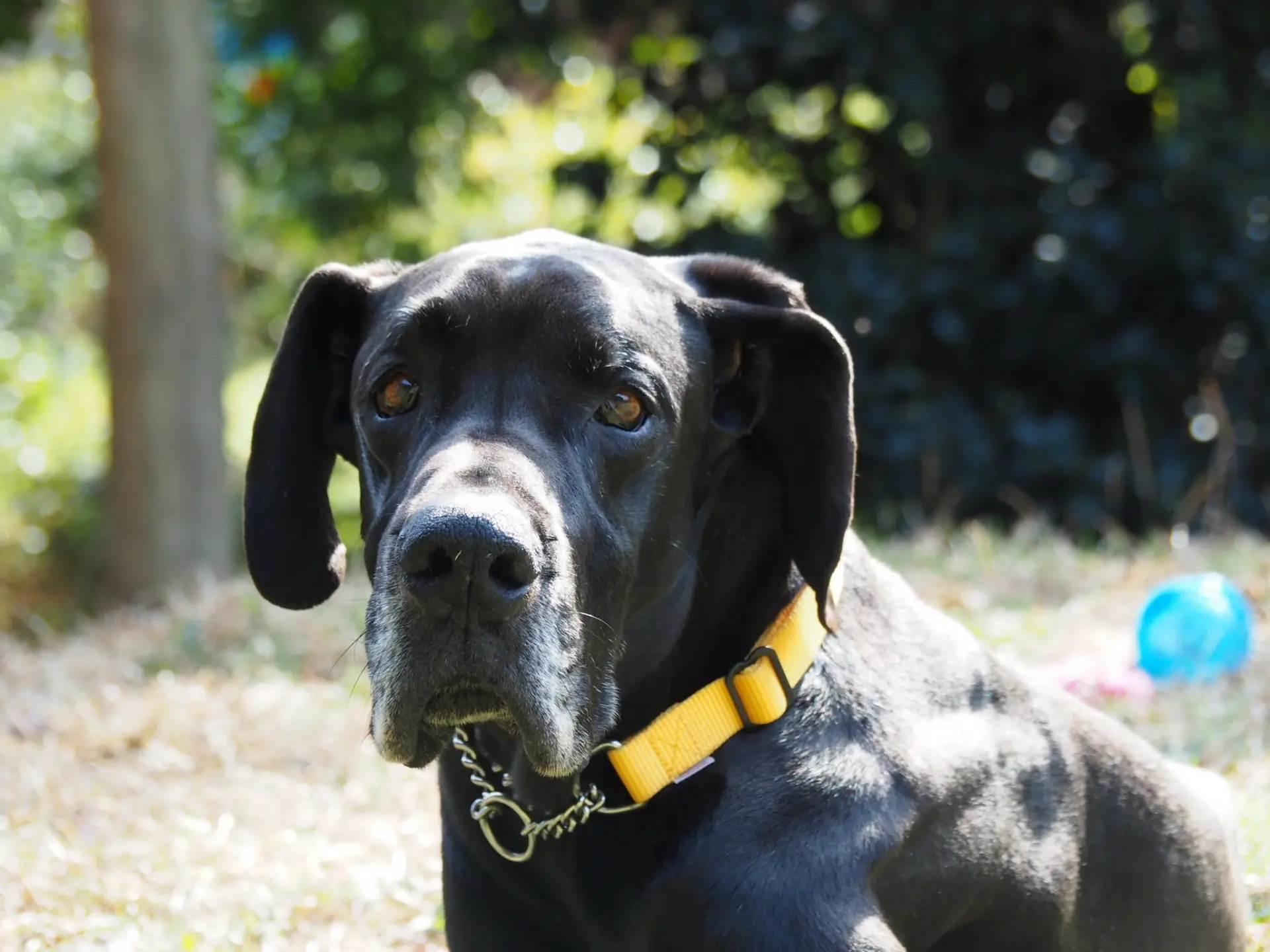 犬の胃拡張 捻転症候群 原因 症状や検査 治療法について解説 動物医療センターpeco 公式 動物医療センターpeco ペコ 渋谷区 原宿の動物病院